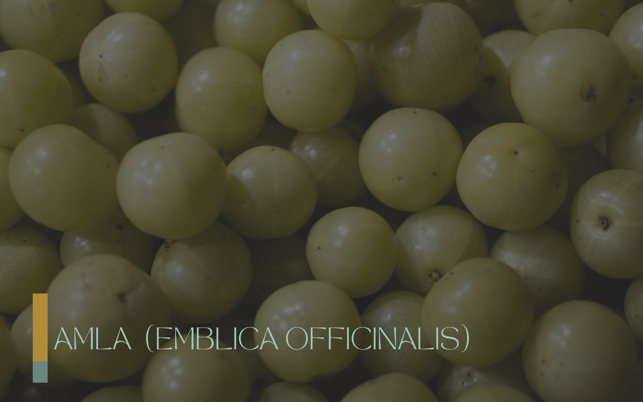 AMLA (EMBLICA OFFICINALIS)