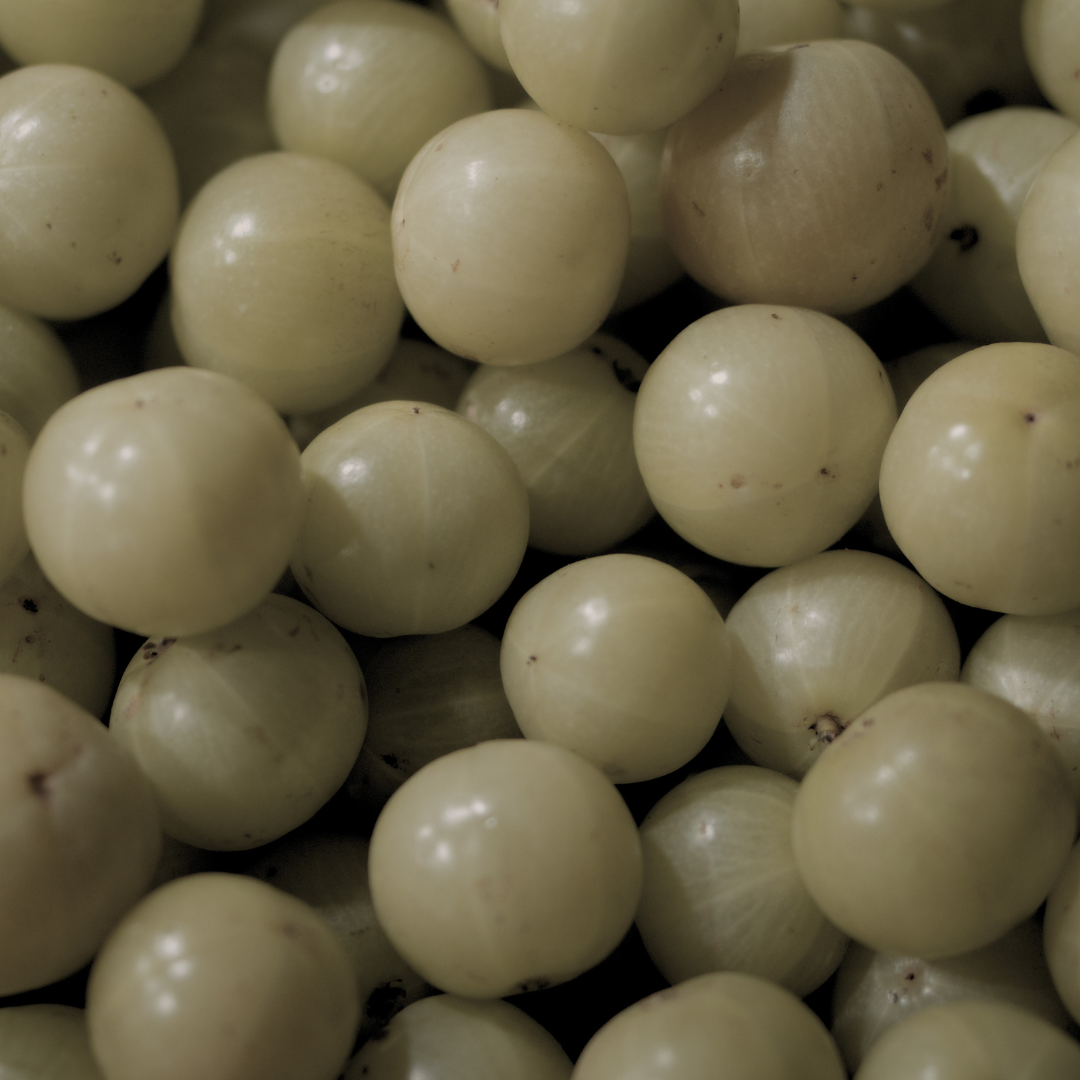 amla emblica officinalis